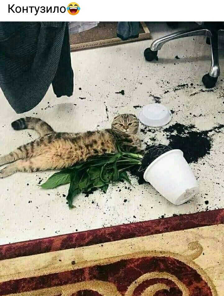 Контузилоё