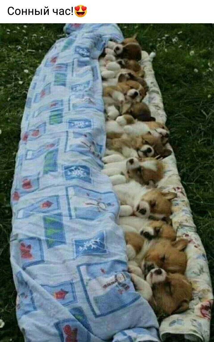 Сонный час