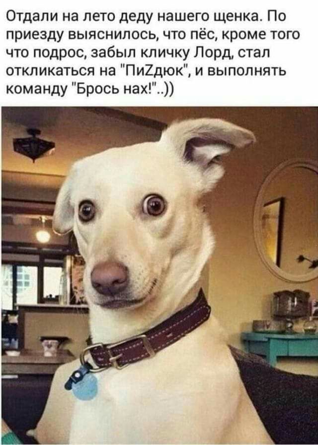 Отдали на лето деду нашего щенка По приезду выяснилось что пёс кроме того что подрос забыл кличку Лорд стал откликаться на Пи2дюк и выполнять команду Брось нах