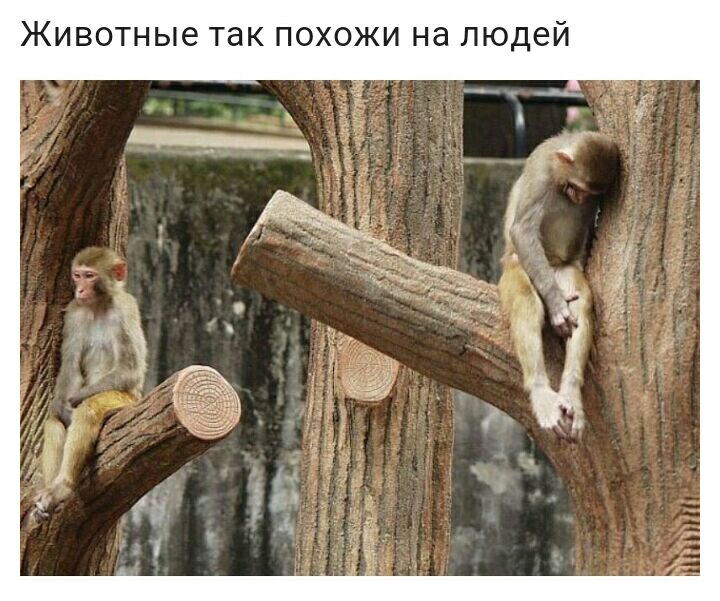 Животные так похожи на людей