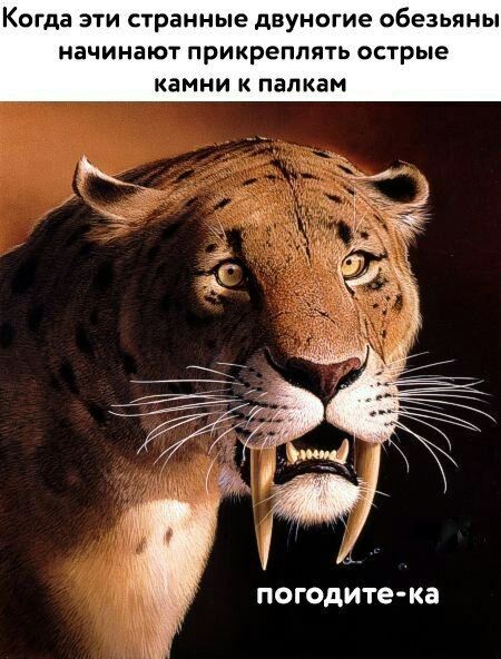 Когда эти странные двуногие обезьяньи начинают прикреплять острые камни к папкам