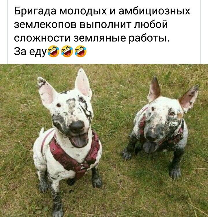 Бригада молодых и амбициозных землекопов ВЫПОЛНИТ ЛЮбОЙ СЛОЖНОСТИ земляные работы За едуббё
