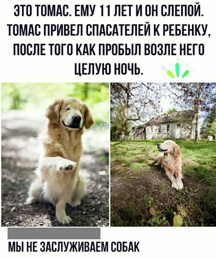ЭТО ТОМАС ЕМУ 11 ЛЕТ И ОН ВЛЕПОЙ ТОМАС ПРИВЕЛ ВПАВАТЕЛЕЙ К РЕБЕНКУ ПОСЛЕ Т0Г0 КАК ПРПБЫЛ ВОЗЛЕ НЕГО ЦЕЛУЮ НОЧЬ д_ _ мгц а МЫ НЕ ЗАСЛУЖИВАЕМ БПБАК