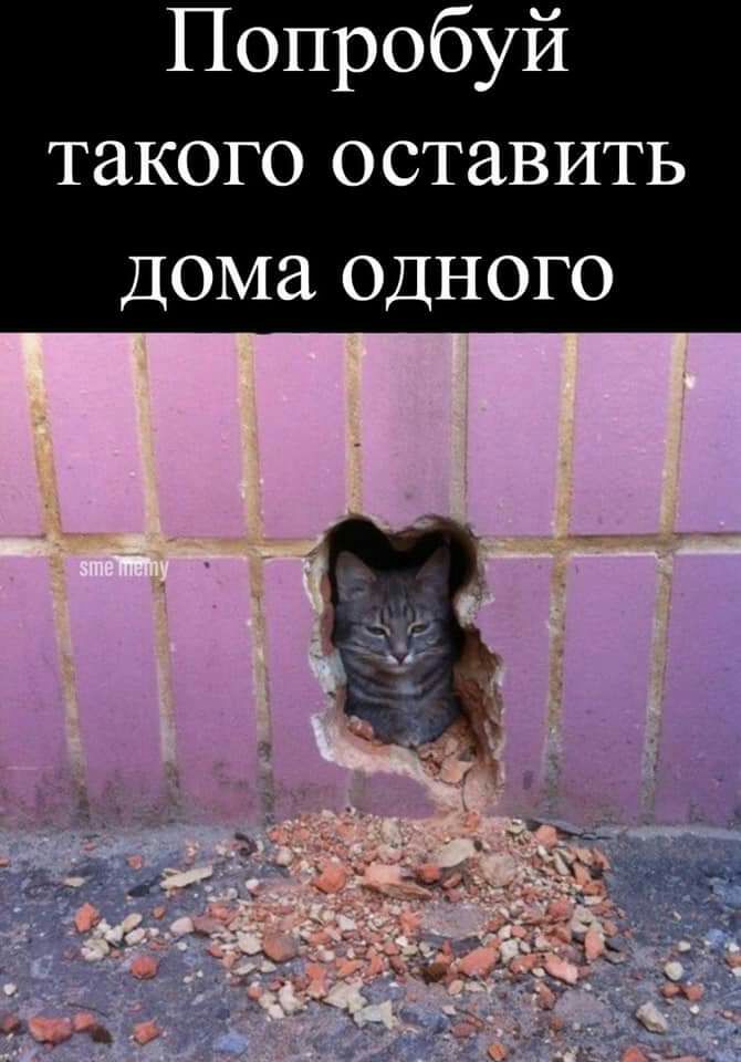 Оставь домашний