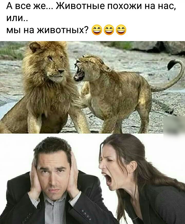 А все же Животные похожи на нас или
