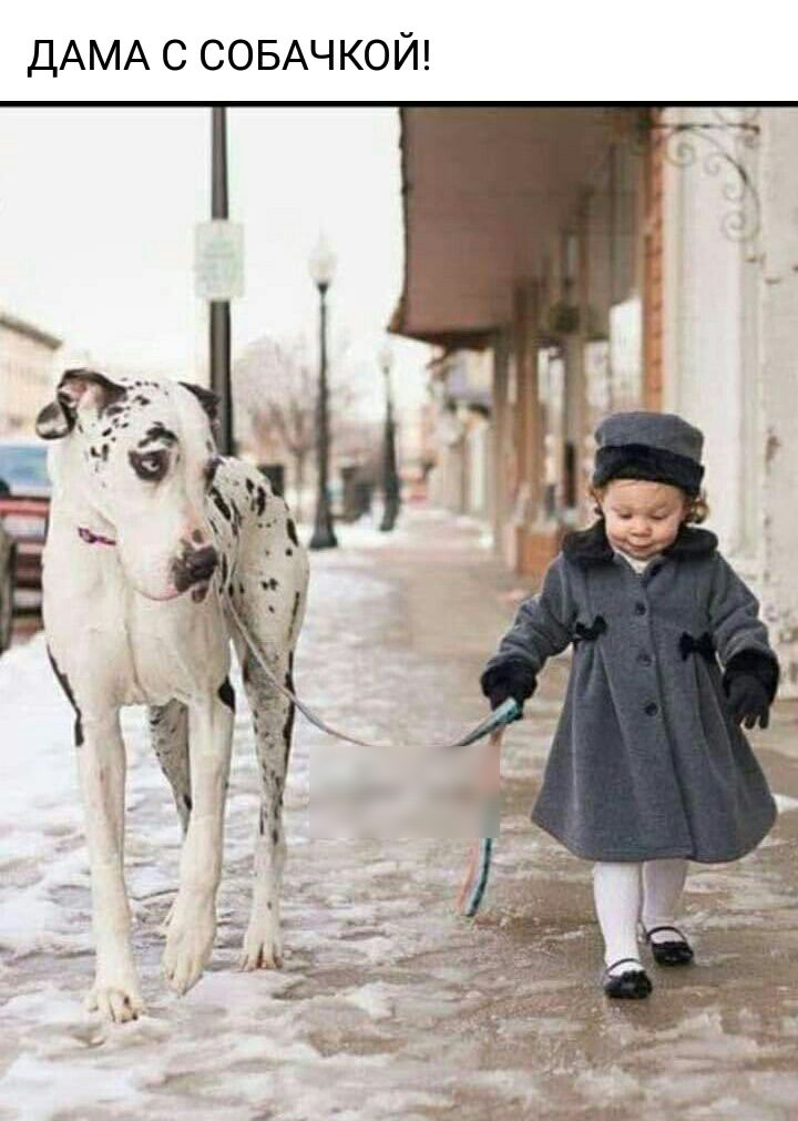 ДАМА с СОБАЧКОЙ