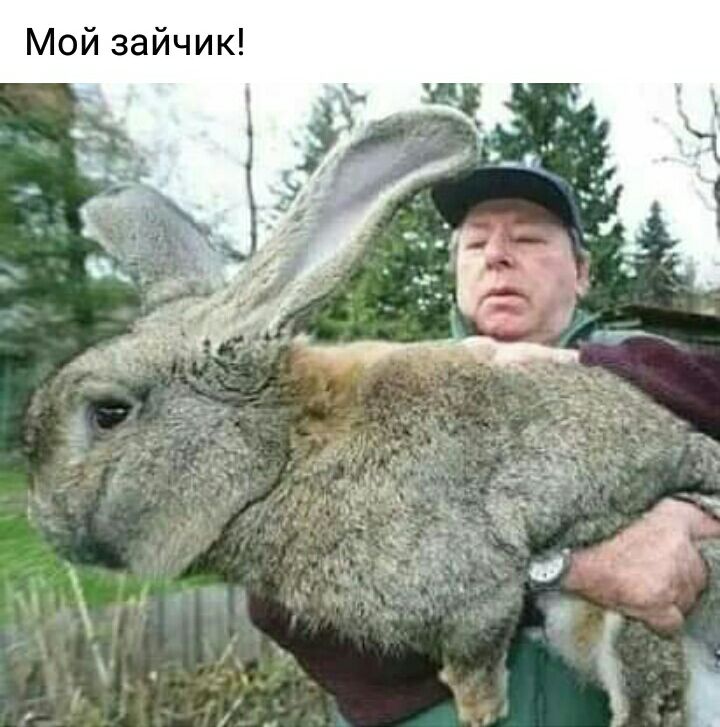 Мой зайчик