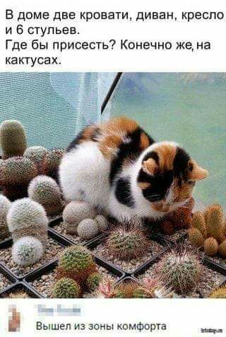 В доме две кроват диван кресла и 6 ступьев Где бы присесть Конечно же на КЗКТУСЭХ Вышел из зоны комфорча