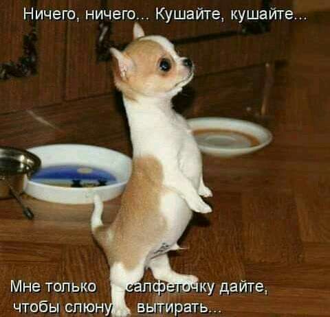 Ничего ничего Кушайте кушайте Мне только