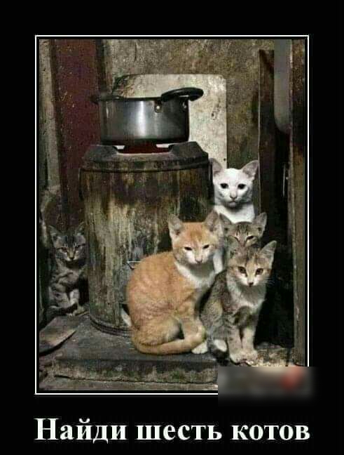 Найди шесть котов