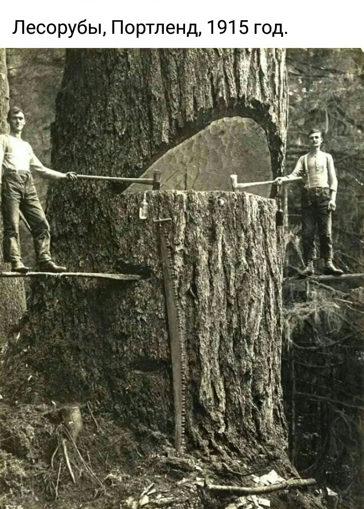 Лесорубы Портленд 1915 год