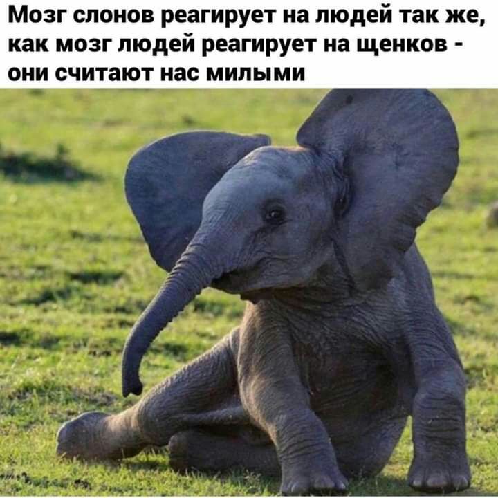 Мозг слонов реагирует на людей так же как мозг людей реагирует на щенков ОНИ СЧИТЗЮТ нас МИЛЫМИ