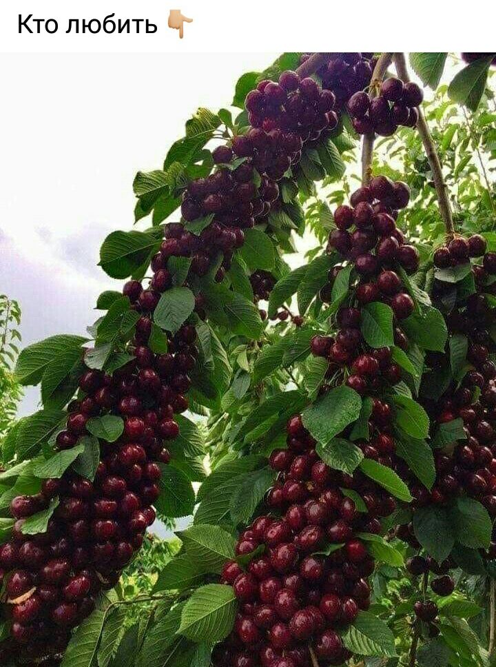 Кто любить Г