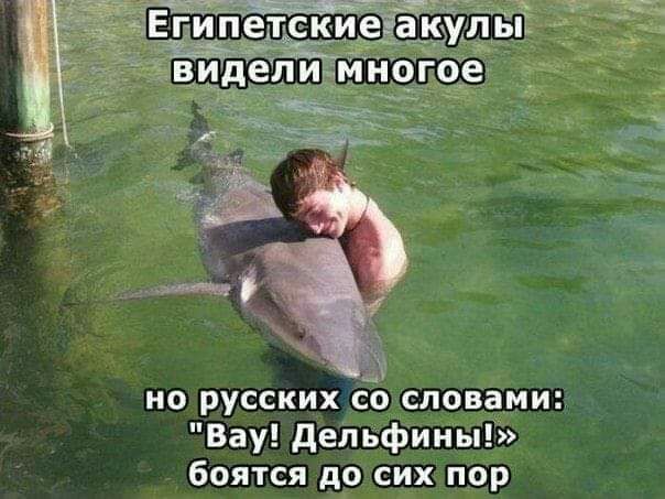 но русских съ словами Вау дельфины боятся до сих пор