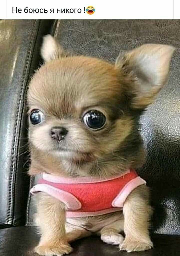 Не боюсь я никого