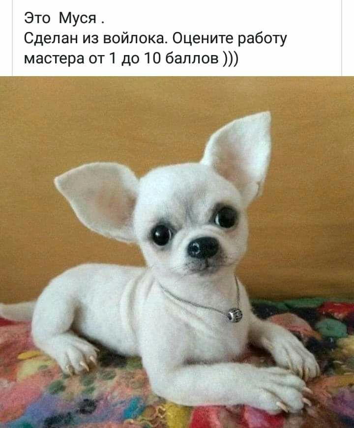 Это Муся Сделан из войлока Оцените работу мастера от 1 до 10 баллов