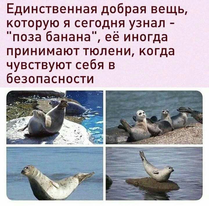 Единственная добрая вещь которую я сегодня узнал поза банана её иногда принимают тюлени когда чувствуют себя в безопасности