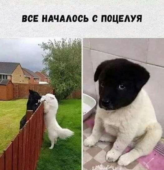 ВСЕ ндчмось ПОЦЕАУЯ