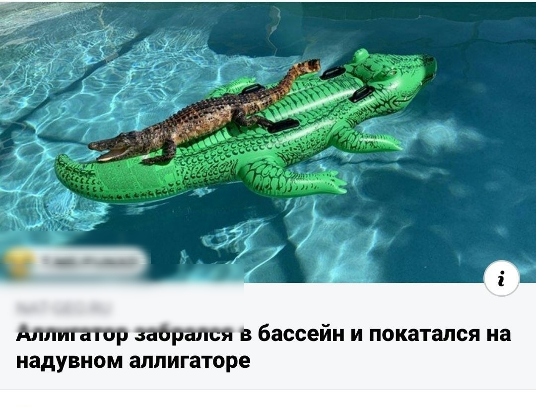 Аллигатор заОрапся в бассейн и покатался на надувном аллигаторе