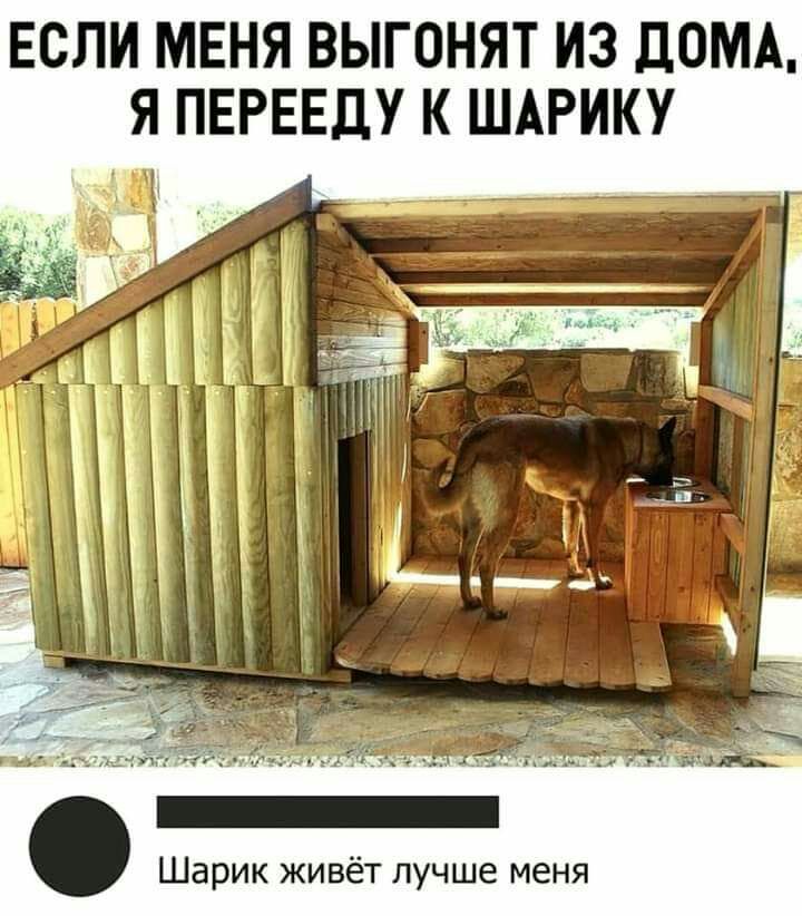 ЕСЛИ МЕНЯ ВЫГОНЯТ ИЗ дОМА Шарик живёт лучше меня