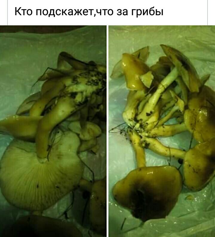 Кто подскажетнто за грибы