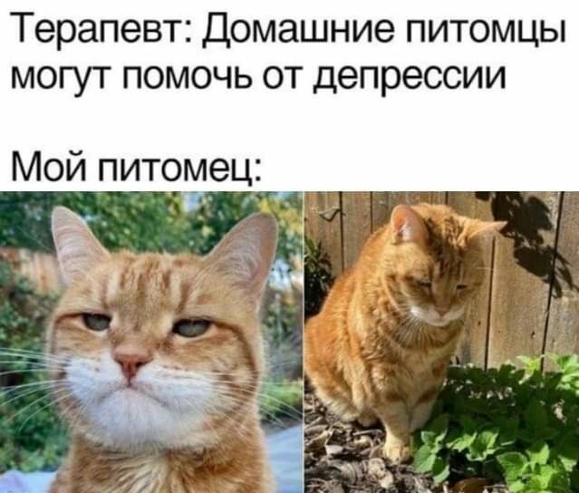 Терапевт Домашние питомцы могут помочь от депрессии Мой питомец