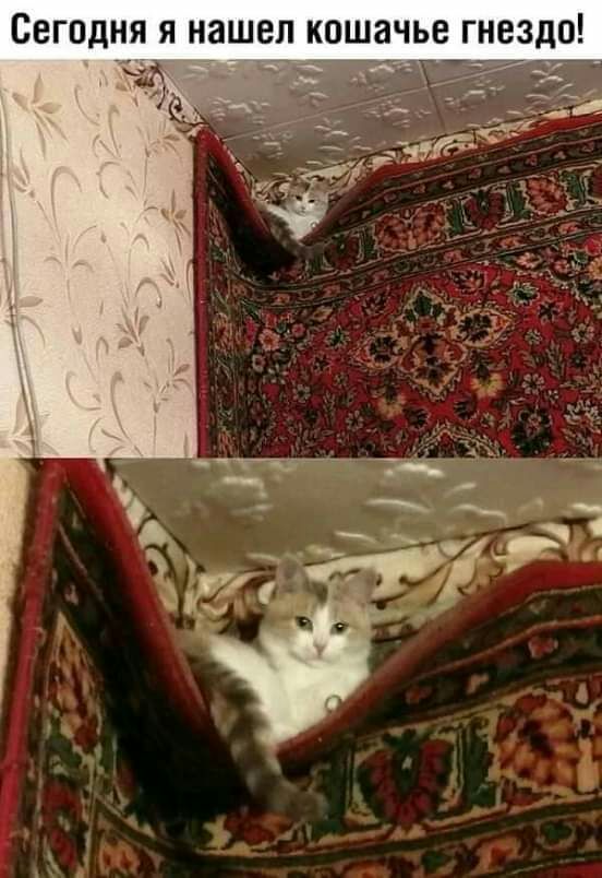 Сегодня я нашел кошачье гнездо ж