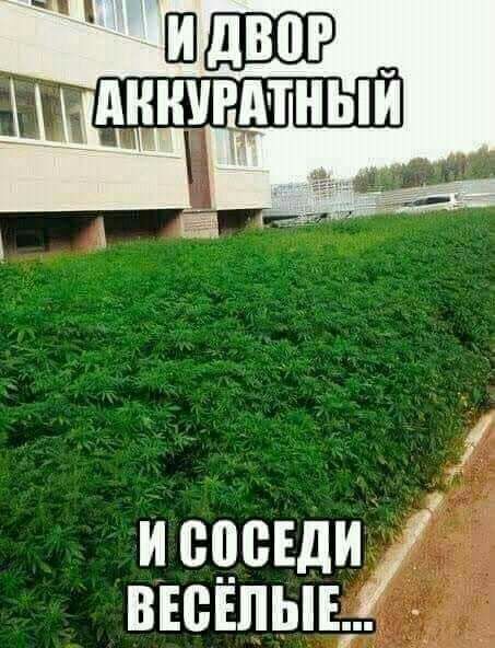 медведи вюшыь д _