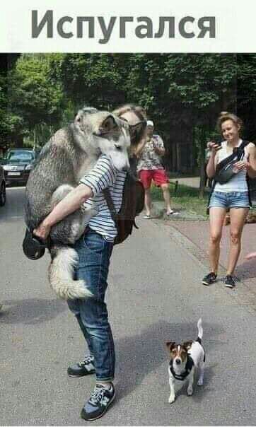 Испугаися