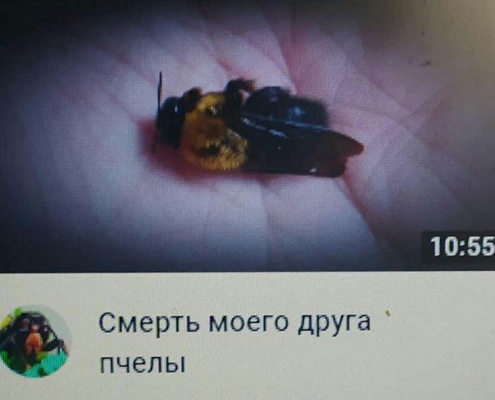 1055 Смерть моего друга ПЧЭЛЫ