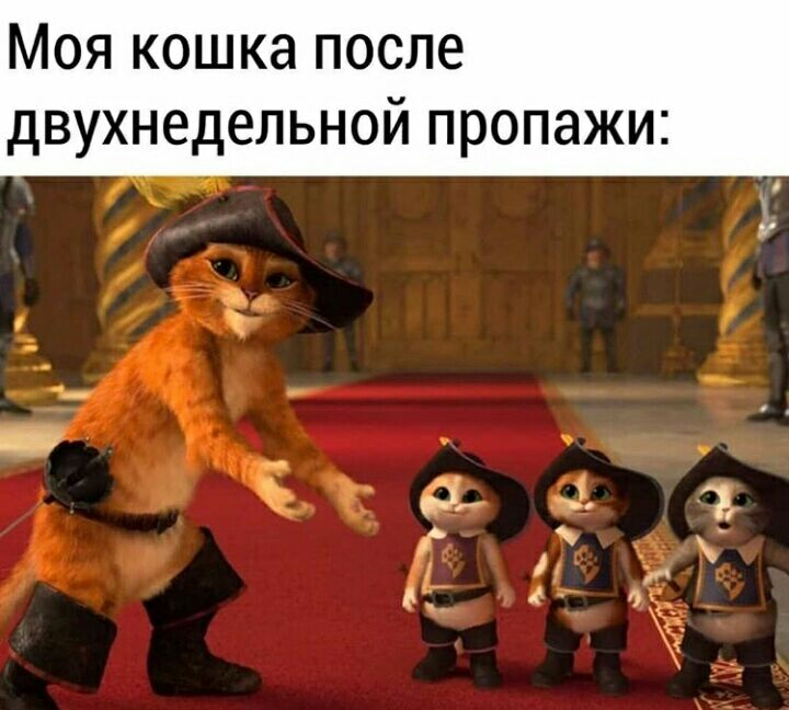 Моя кошка после двухнедельной пропажи в _ _ Ё Ок 4 1 от