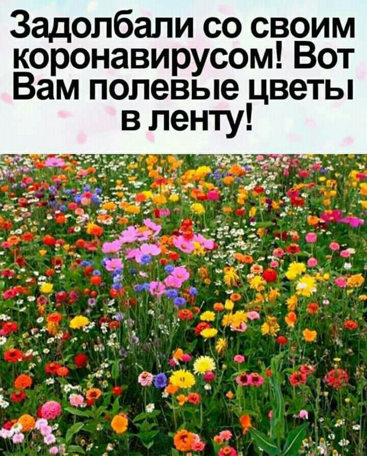 Задолбали со своим коронавирусом Вот Вам полевые цветы в ленту