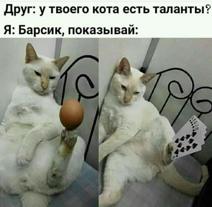 Друг у твоего кота есть таланты Я Барсик показывай