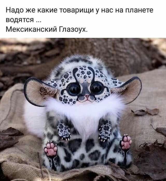 Надо же какие товарищи у нас на планете водятся Мексиканский