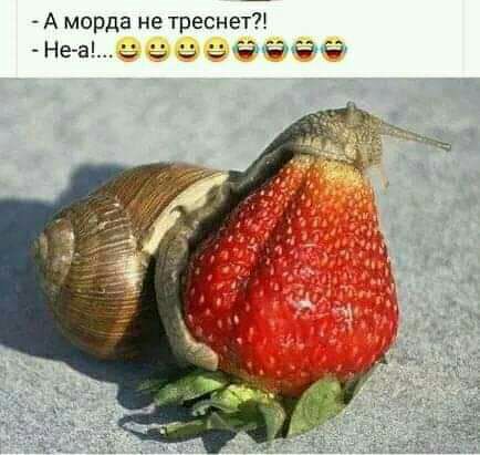 А морда не треснетд машина