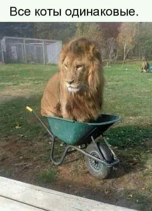 Все КОТЫ ОДИНЭ КОВЫЭ