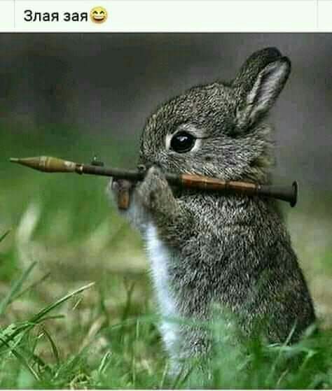 Злая зая