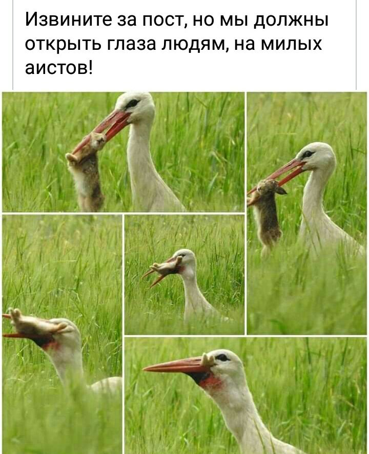 Извините за пост но мы должны открыть глаза людям на милых аистов