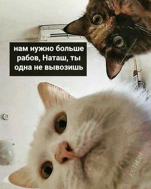 О нам нужно больше рабов Наташ ты одна не вывозишь