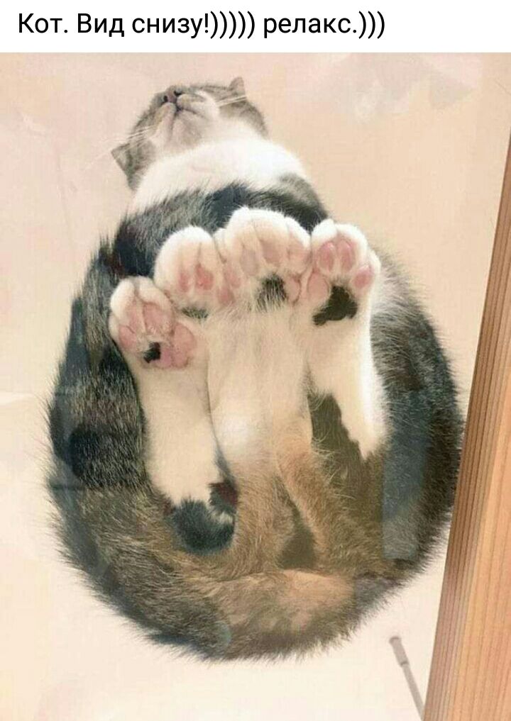 Кот Вид снизу релакс