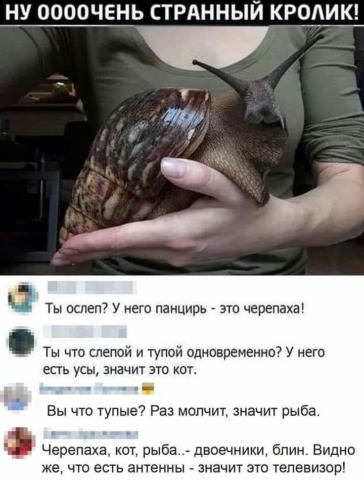 НУ ООООЧЕНЬ СТРАННЫЙ КРОИК из Ты ослеп У него панцирь это черепаха Ты что слепой и тупой одновременно У него есгь усы значит это кот Вы что тупые Раз молчит значит рыба 9 Черепаха кот рыба двоечники бпин Видно же что есть антенны значит это телевизор