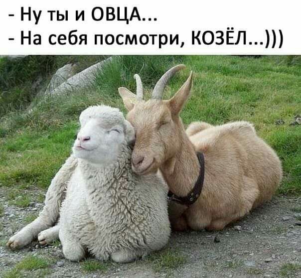 Ну ты и ОВЦА На себя посмотри КОЗЁЛ