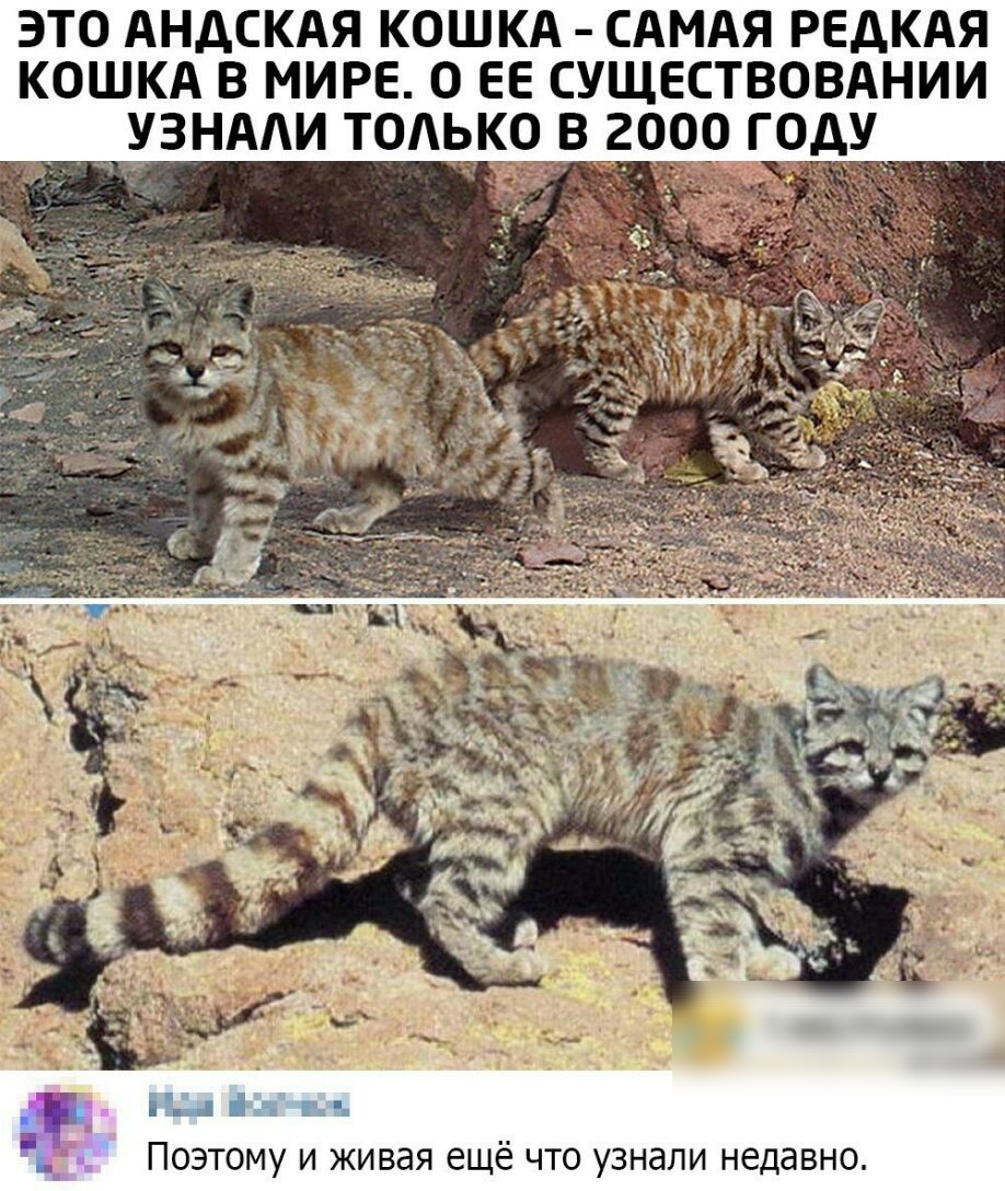ЭТО АНДСКАЯ КОШКА САМАЯ РЕДКАЯ КОШКА В МИРЕ О ЕЕ СУЩЕСТВОВАНИИ 11 пни Поэтому и живая ещё что узнали недавно