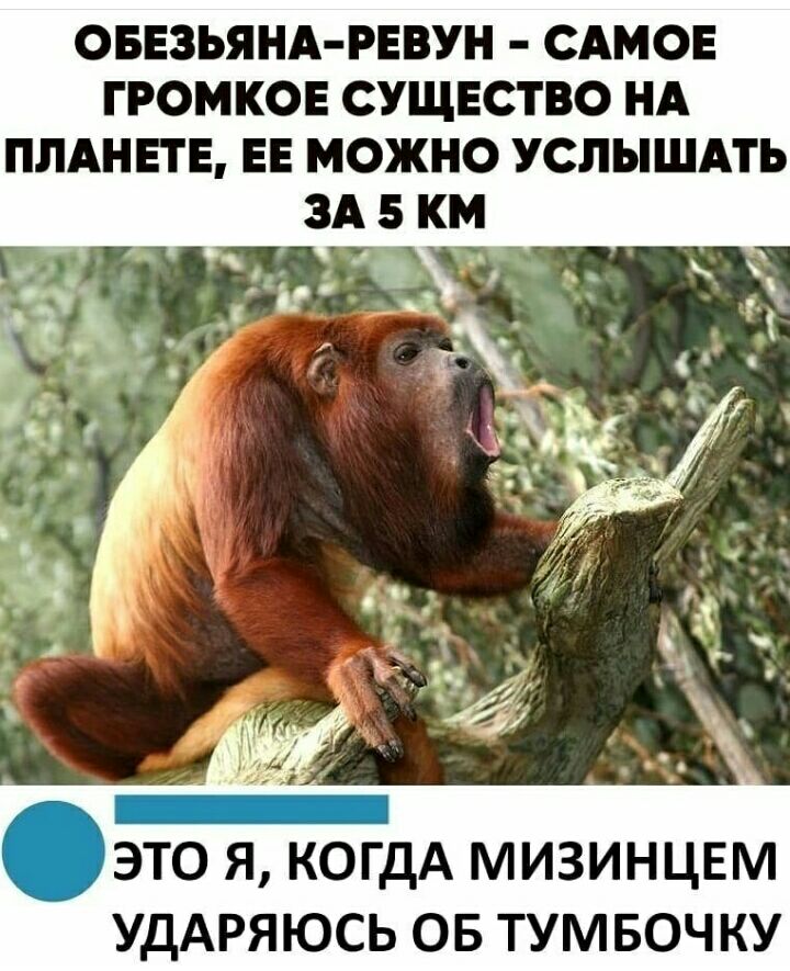ОБЕЗЬЯНА РЕВУН САМОЕ ГРОМКОЕ СУЩЕСТВО НА ПЛАНЕТЕ ЕЕ МОЖНО УСЛЫШАТЬ ЭТО Я КОГДА МИЗИНЦЕМ УДАРЯЮСЬ ОБ ТУМБОЧКУ