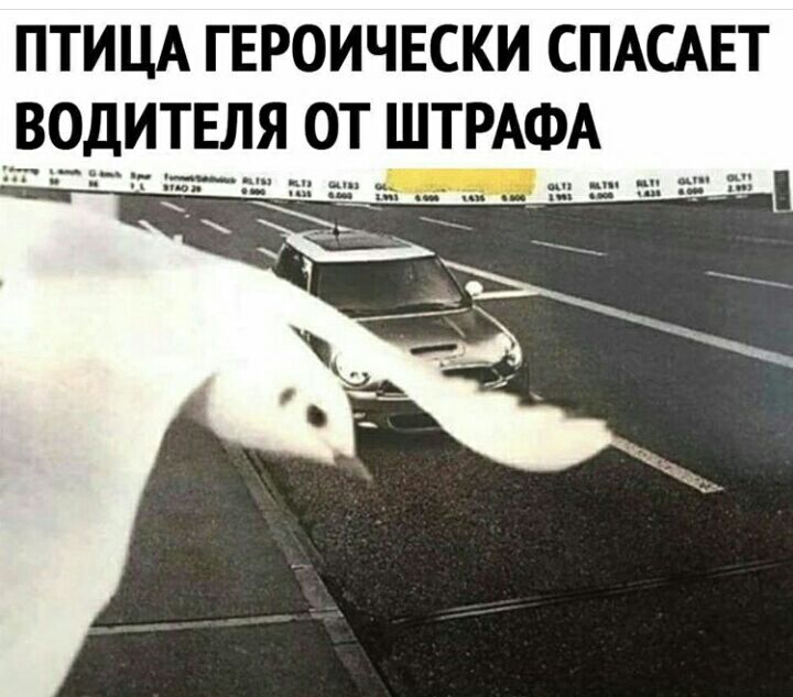 ПТИЦА ГЕРОИЧЕСКИ СПАСАЕТ ВОДИТЕЛЯ ОТ ШТРАФА