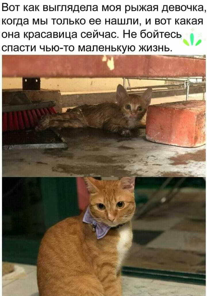 Вот как выглядела моя рыжая девочка когда мы только ее нашли и вот какая она красавица сейчас Не бойтесь спасти чью то маленькую жизнь С