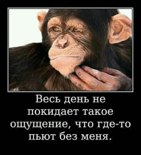 Весь день не покидает такое ощущение что где то пьют без меня