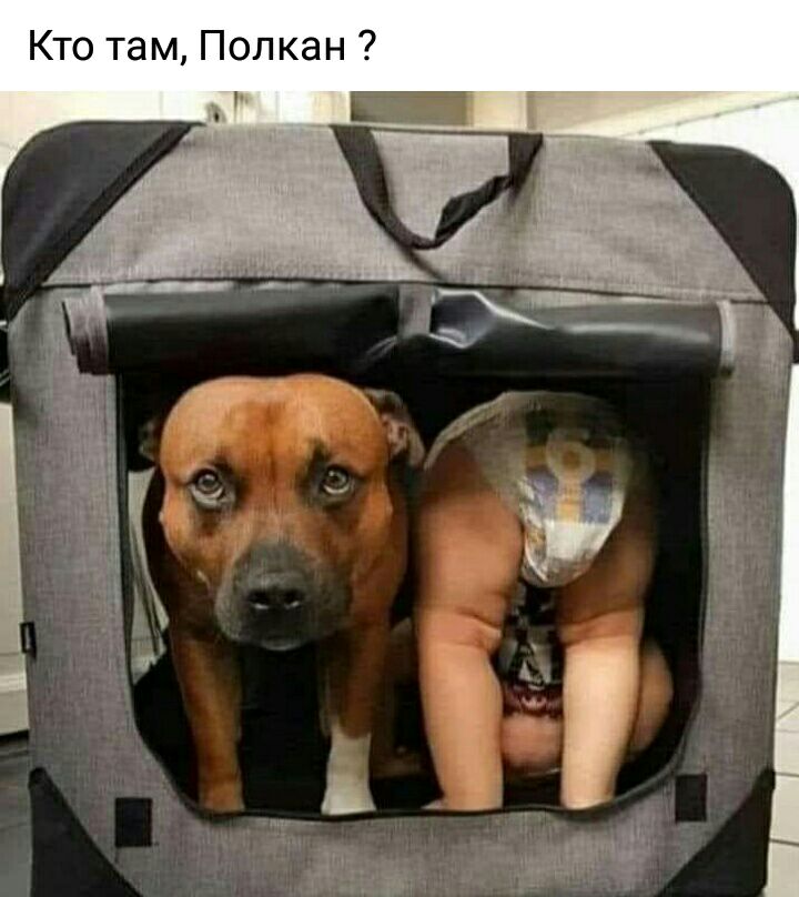 Кто там Полкан
