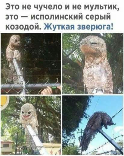 Это не чучело и не мультик это исполинский серый козодой Жуткая зверюга