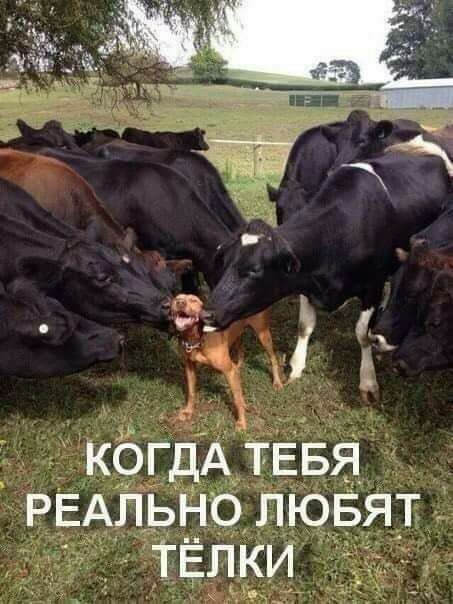 ЁЁ КОГДА ТЕБЯ РЕАЛ_Ы_ _ЮЛЮБЯТ ТЕЛКИ